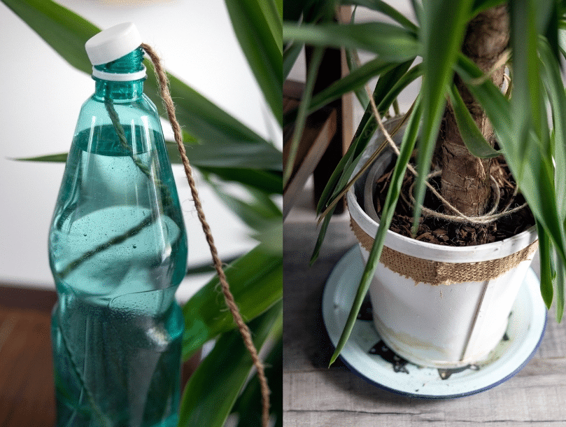 Pflanzen während des Urlaubs gießen